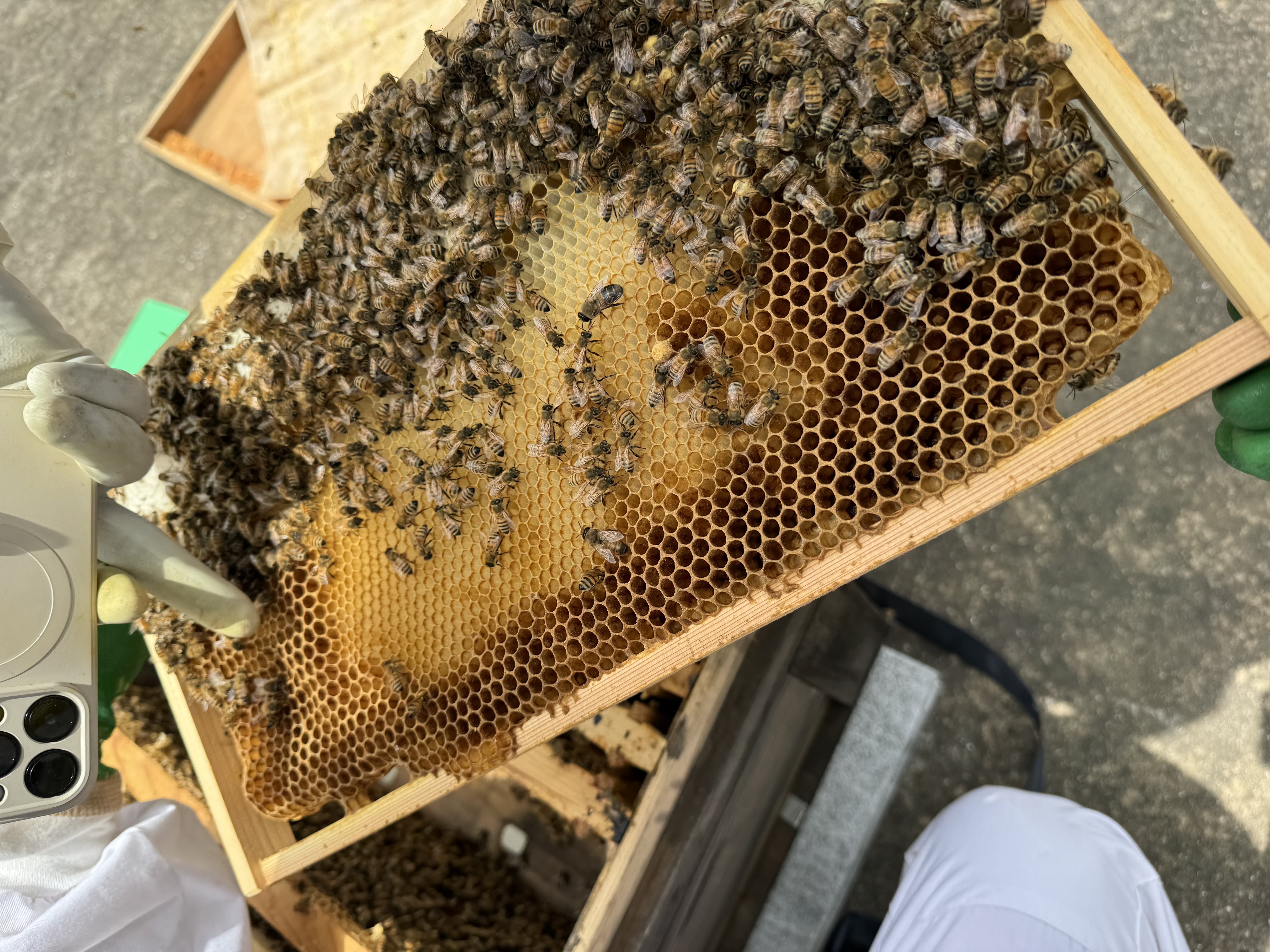 Recent news about honeybees