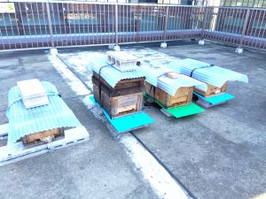 2026年4月8日（水）養蜂定期内検